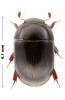 Dactylosternum abdominale